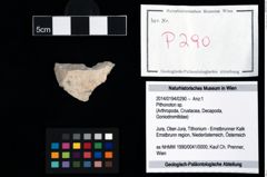 Foto (Objekt + Etikett) von Pithonoton sp.  (NHMW-GEO-2014-0194-0290)